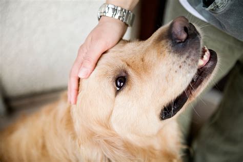 kuh muschi|Sex mit Tieren: Geschlechtsverkehr mit Hund, Pferd & Co.